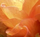 begonia1