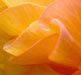 begonia2