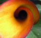 calla1
