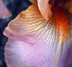iris1