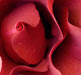 rose5