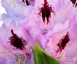 Flora Gallery