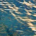 tahoe4